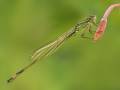 Gold - Resting damselfly - Alan Grant